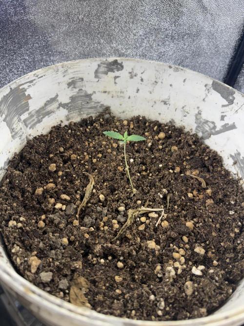 Pineapple express auto 42 fast buds. Week 0