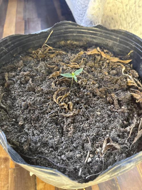 Pineapple express auto 42 fast buds. Week 0