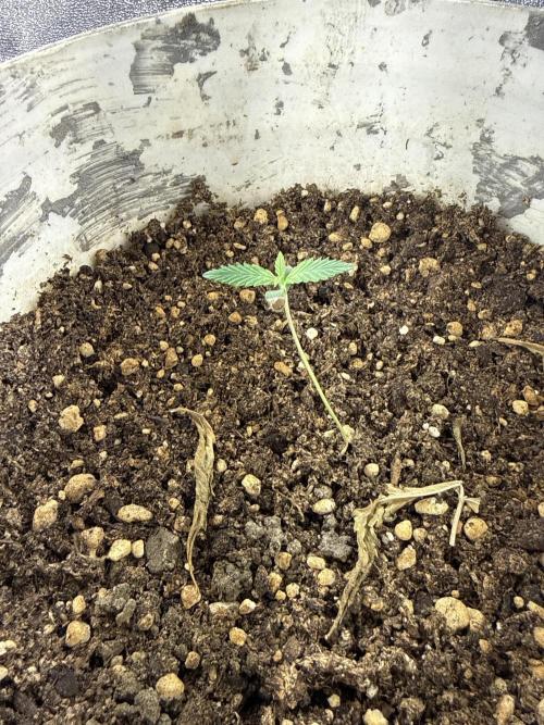 Pineapple express auto 42 fast buds. Week 0