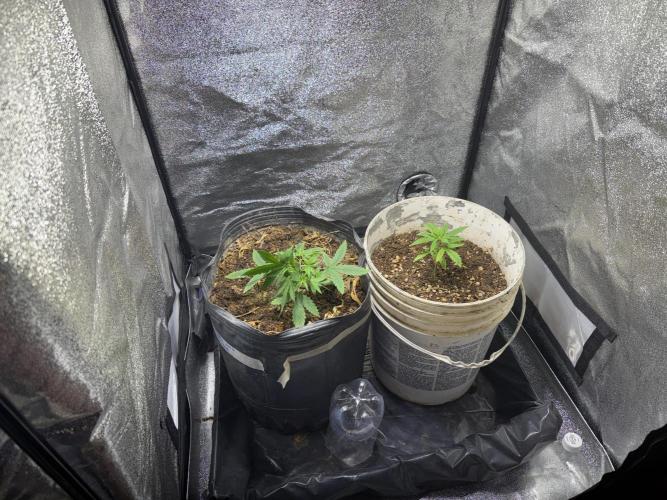 Pineapple express auto 42 fast buds. Week 2 - 21 dias