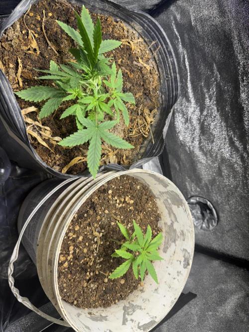 Pineapple express auto 42 fast buds. Week 2 - 21 dias