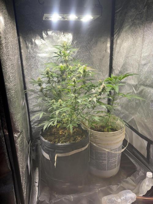 Pineapple express auto 42 fast buds. Week 8
