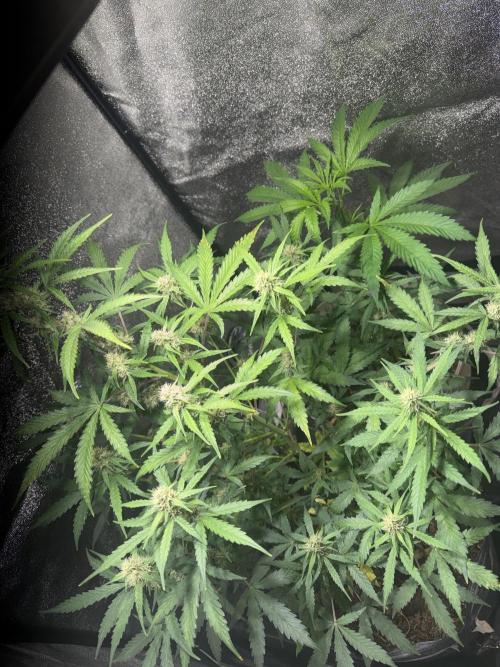Pineapple express auto 42 fast buds. Week 8