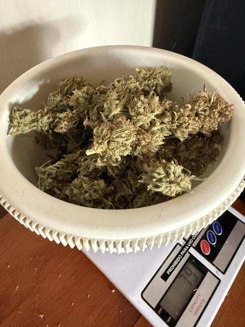 Pineapple express auto 42 fast buds. Week 8