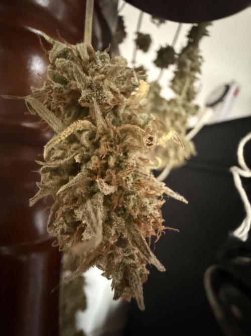 Pineapple express auto 42 fast buds. Week 8
