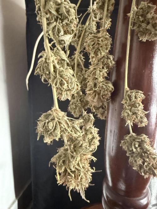 Pineapple express auto 42 fast buds. Week 8