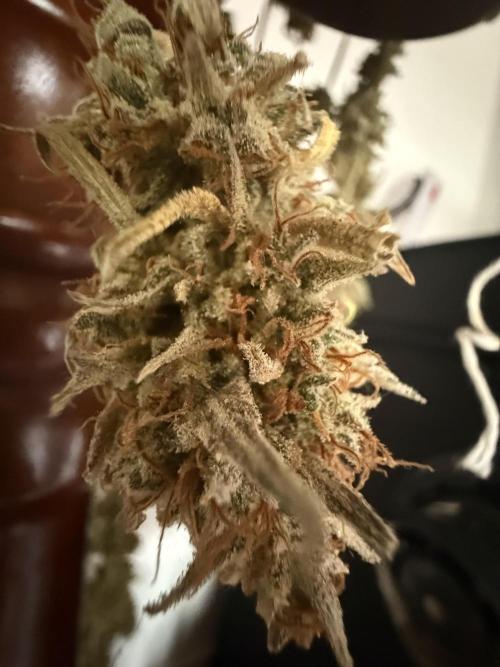 Pineapple Express Auto. Week 8