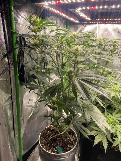 2nd Grow 2x2. Week 2