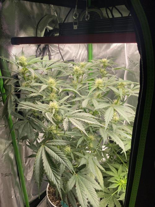 2nd Grow 2x2. Week 2