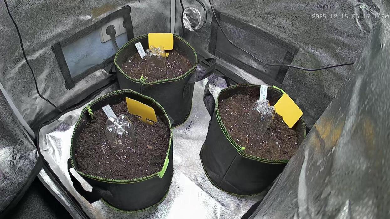 Apple Strudel Auto Fast Buds. Week 0