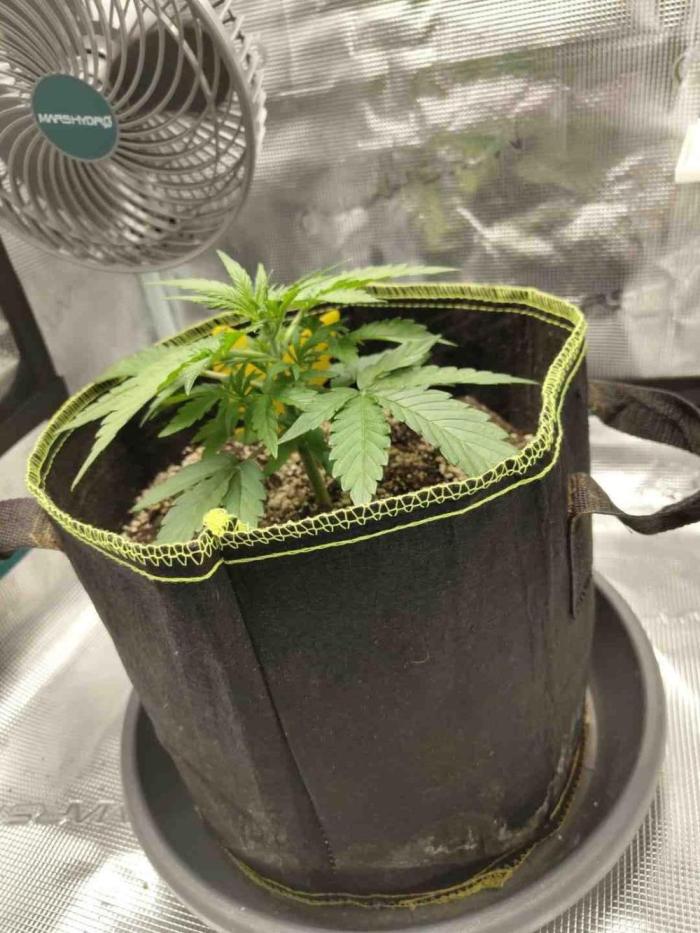 RQS - Milky Way F1. Week 3