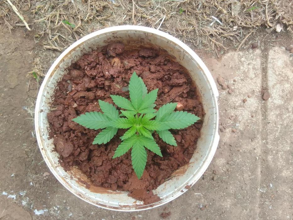 Shwaba Organics on Hunter. Week 0 - At one week.