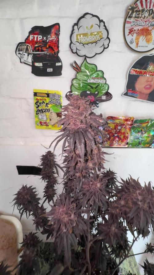 Grow