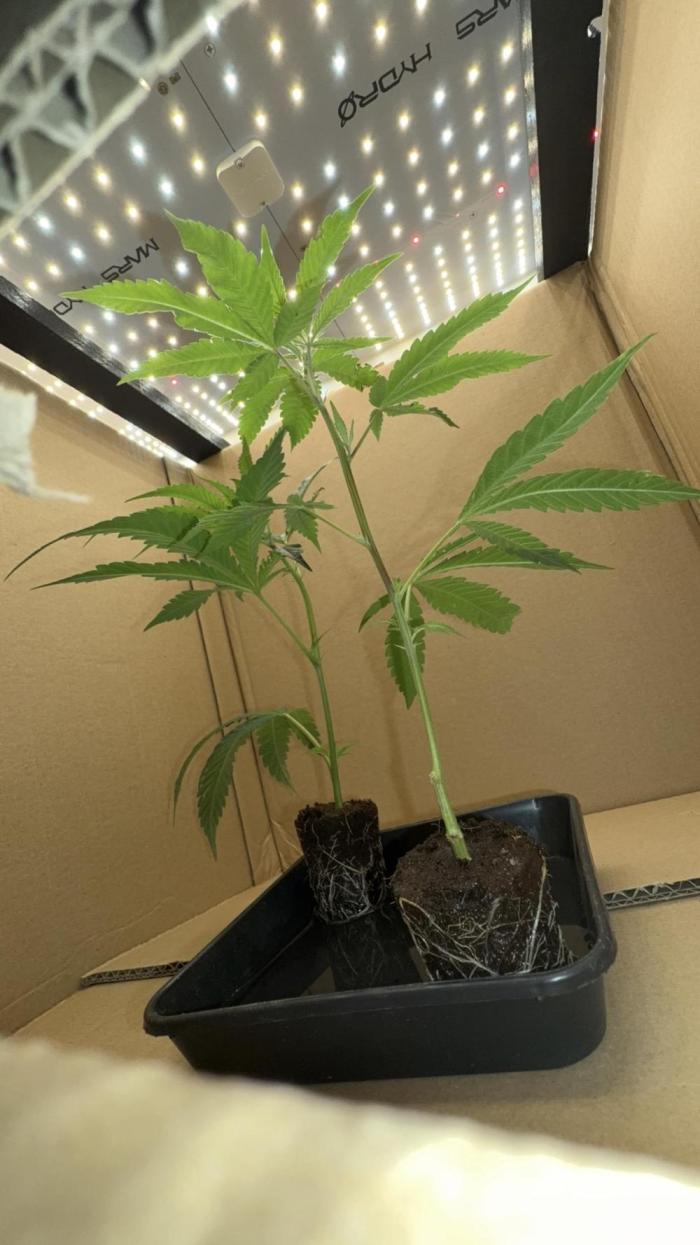 Gasos Grow 2#. Week 1