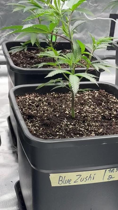 Gasos Grow 2#