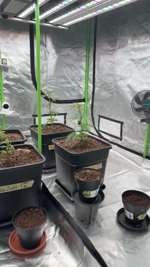 Gasos Grow 2#