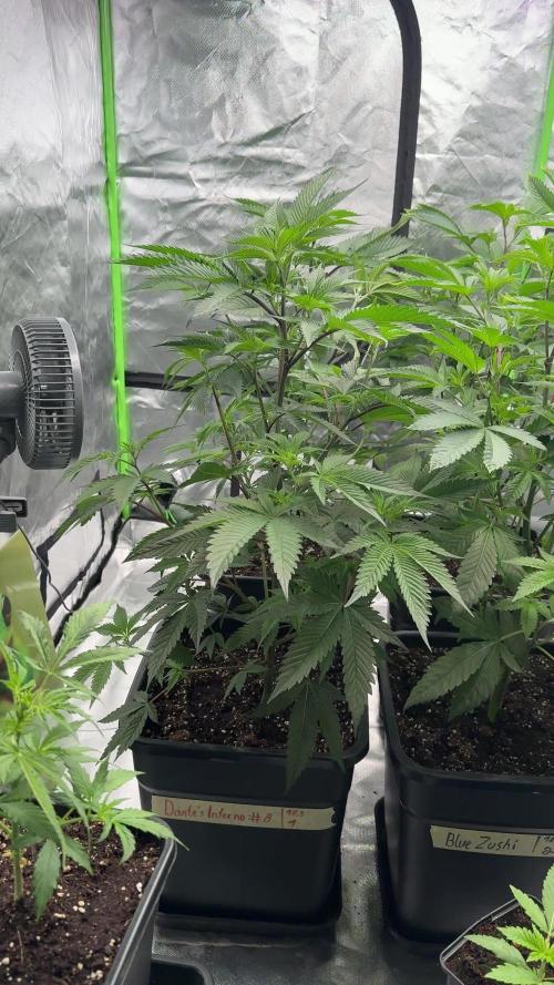 Gasos Grow 2#