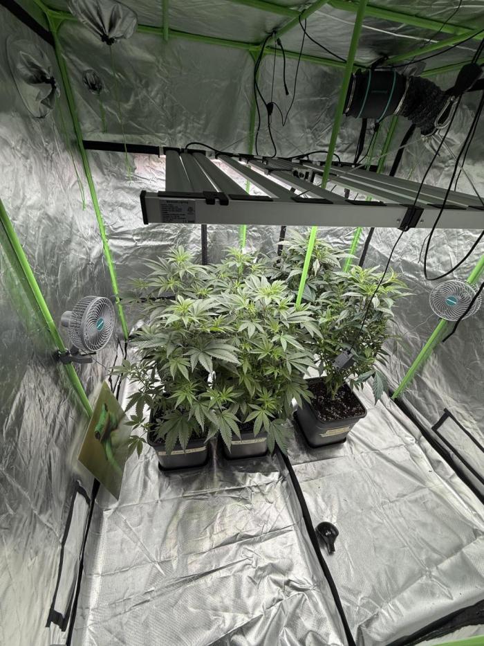 Gasos Grow 2#. Week 8