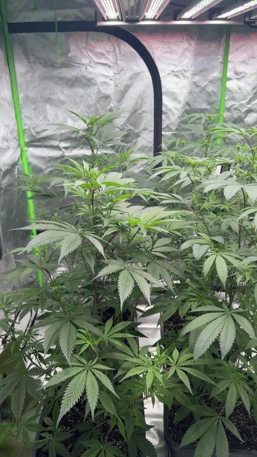 Gasos Grow 2#