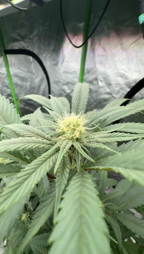 Gasos Grow 2#