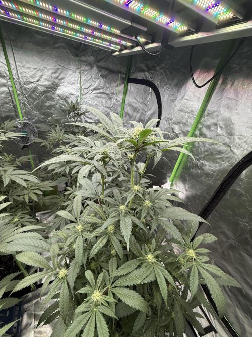 Gasos Grow 2#. Week 10
