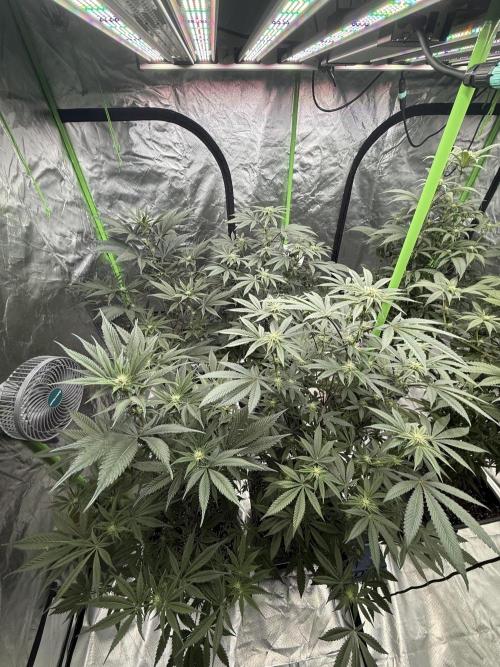 Gasos Grow 2#. Week 10