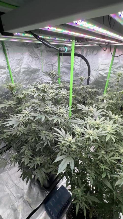 Breeder Cuts