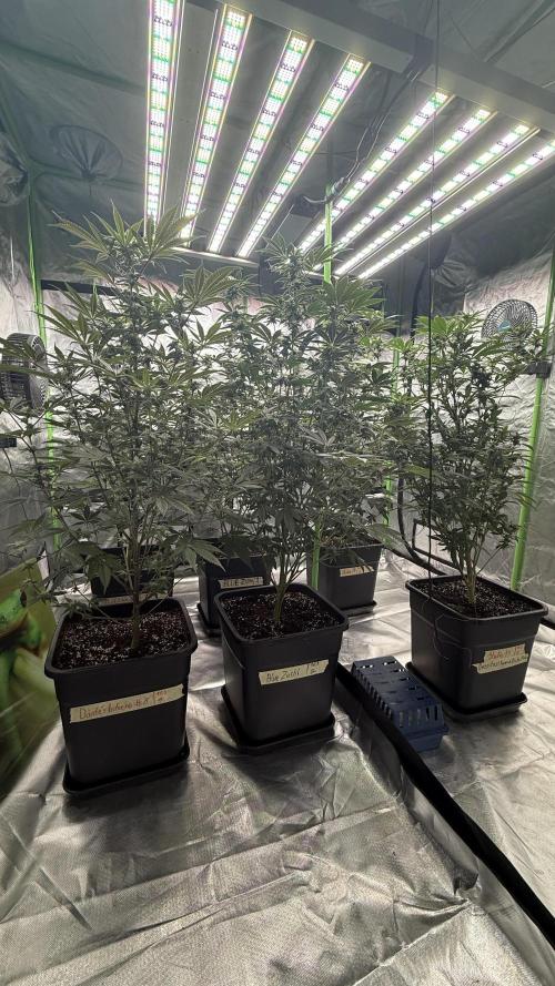 Breeder Cuts. Week 11