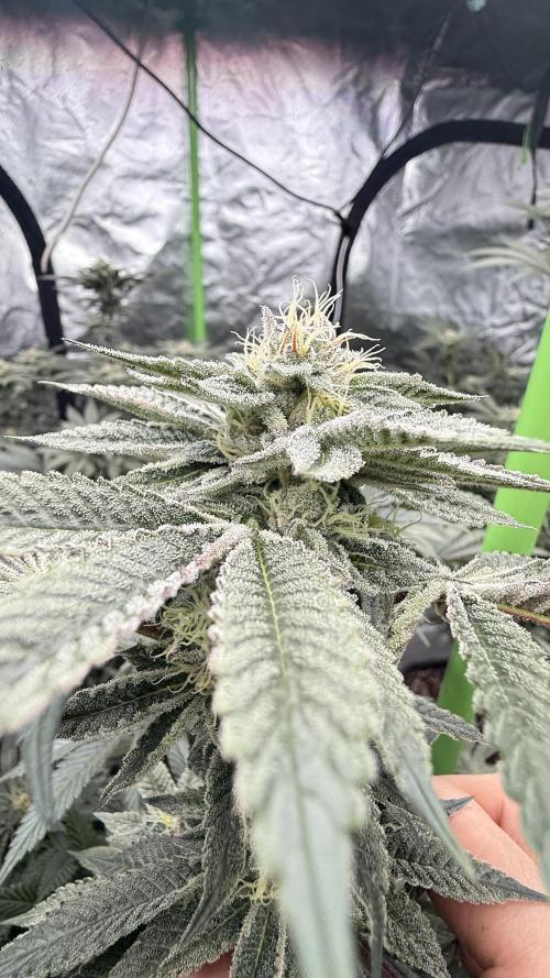 Breeder Cuts. Week 12
