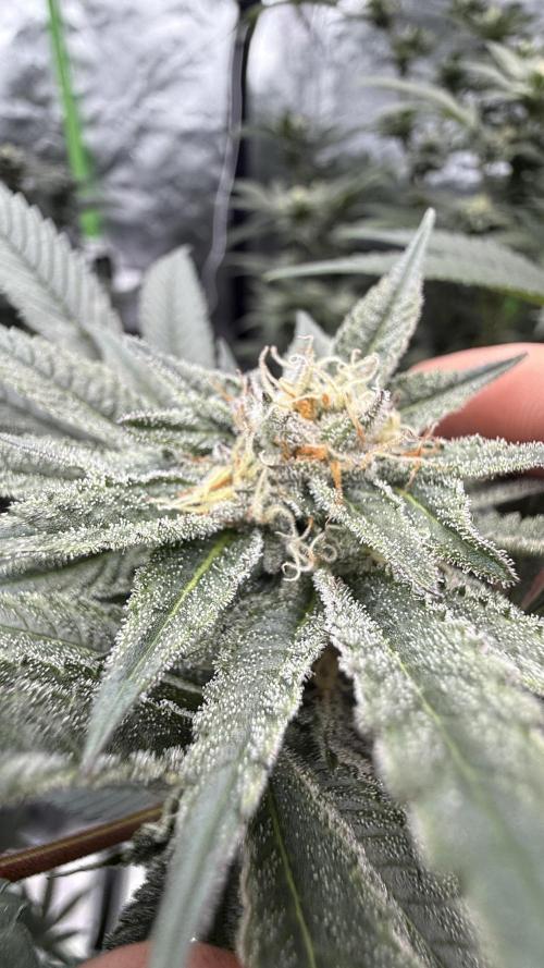 Breeder Cuts. Week 12