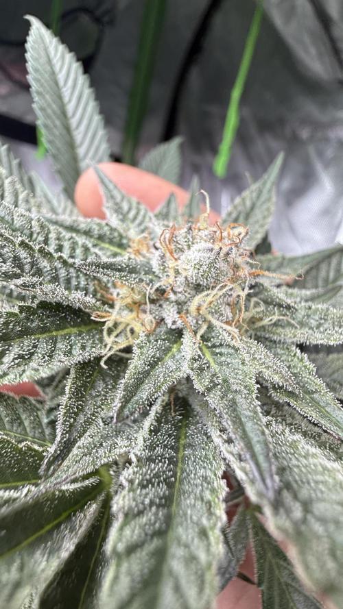 Breeder Cuts. Week 12