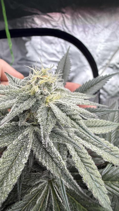 Breeder Cuts. Week 12