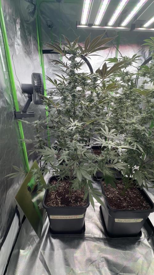 Breeder Cuts