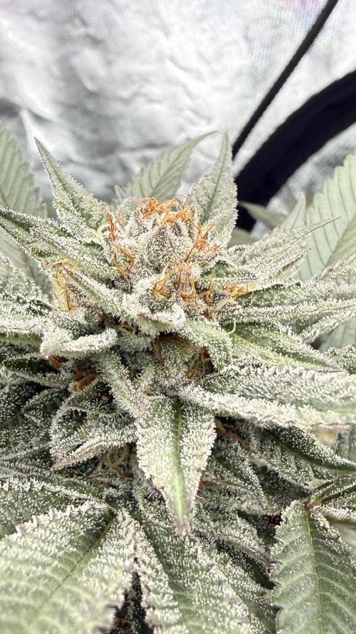 Breeder Cuts. Week 13