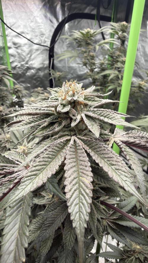 Breeder Cuts. Week 13
