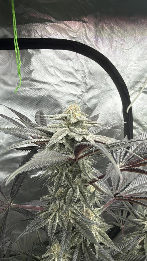 Breeder Cuts. Week 13