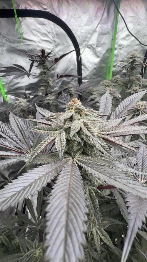 Breeder Cuts