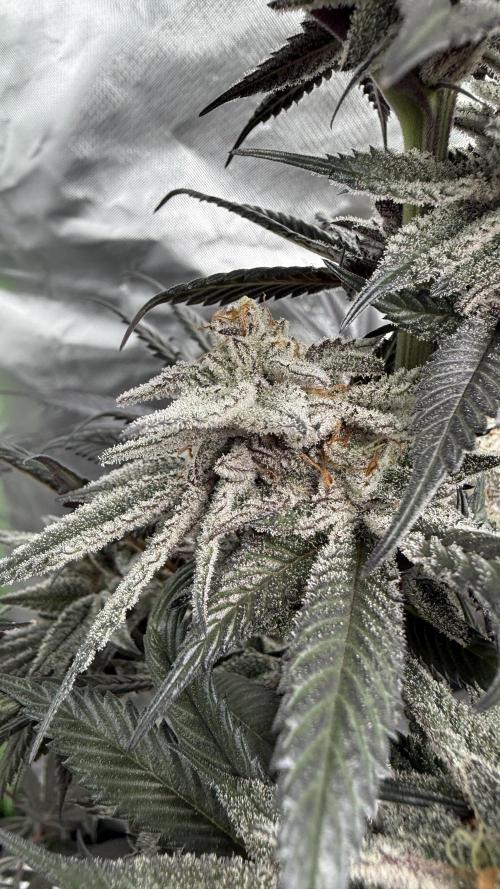Breeder Cuts. Week 14