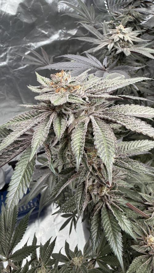 Breeder Cuts. Week 14