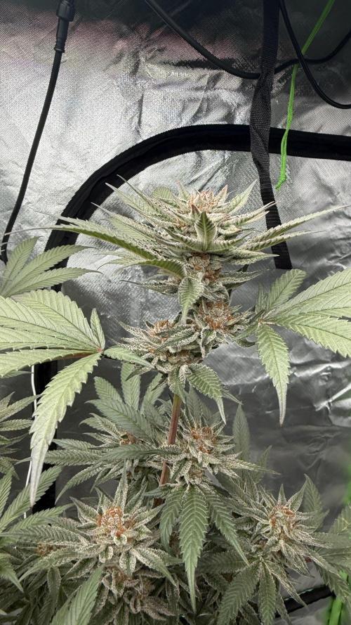 Breeder Cuts. Week 14