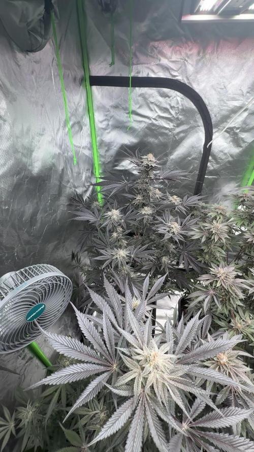 Breeder Cuts