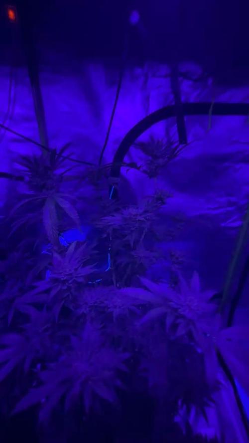 Breeder Cuts