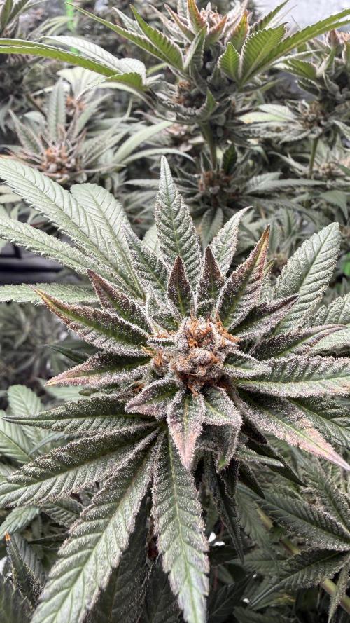 Breeder Cuts. Week 15