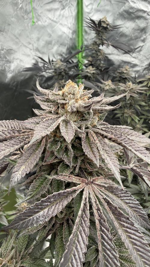 Breeder Cuts. Week 15