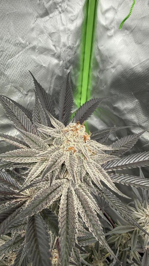 Breeder Cuts. Week 15