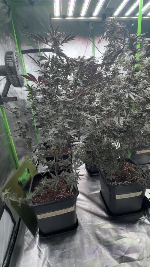 Breeder Cuts