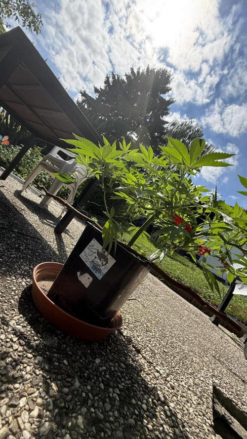 RS11 x Banana OG Outdoor 2026. Week 11