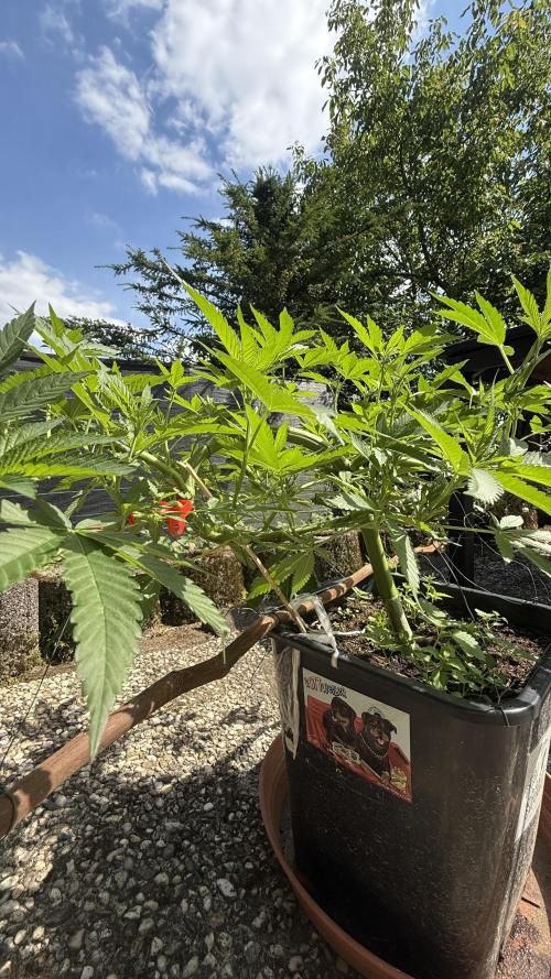 RS11 x Banana OG Outdoor 2026. Week 11