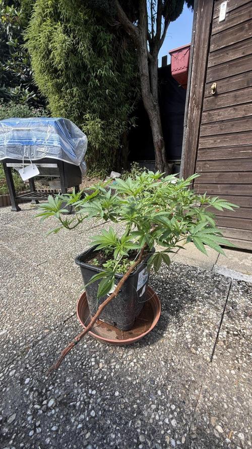 RS11 x Banana OG Outdoor 2026. Week 11