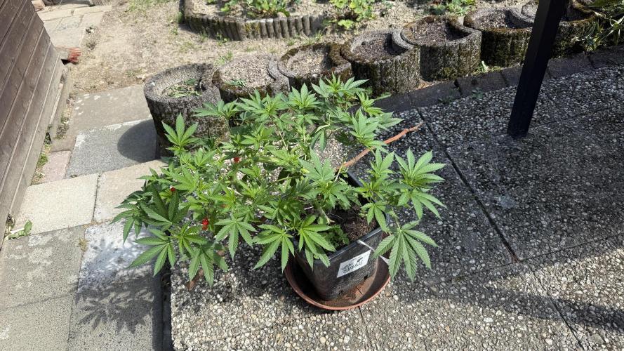 RS11 x Banana OG Outdoor 2026. Week 11